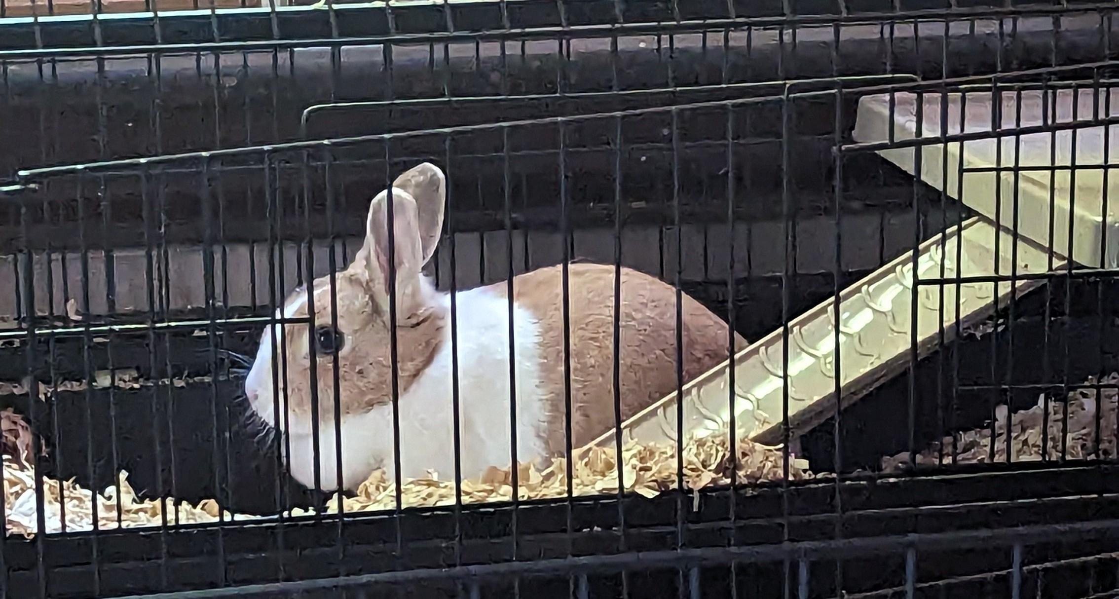 Mr. Bun, a Adopted Dutch in Canton, MA image 1/3
