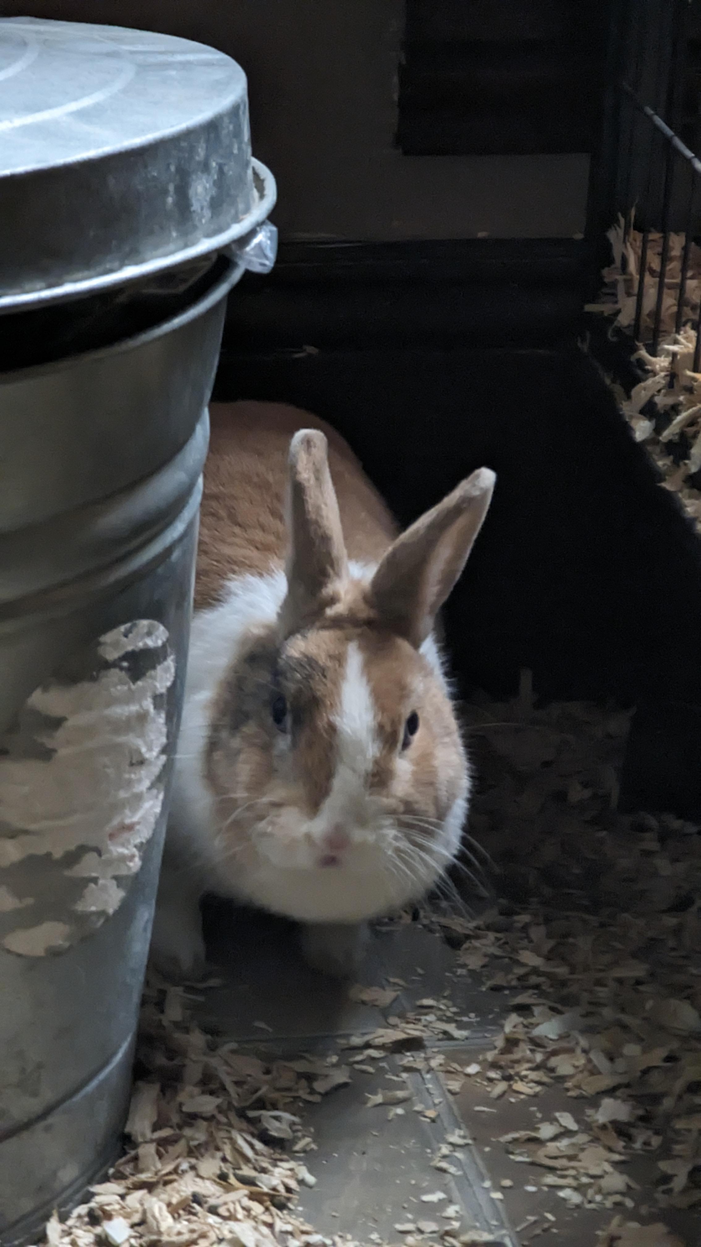 Mr. Bun, a Adopted Dutch in Canton, MA image 2/3