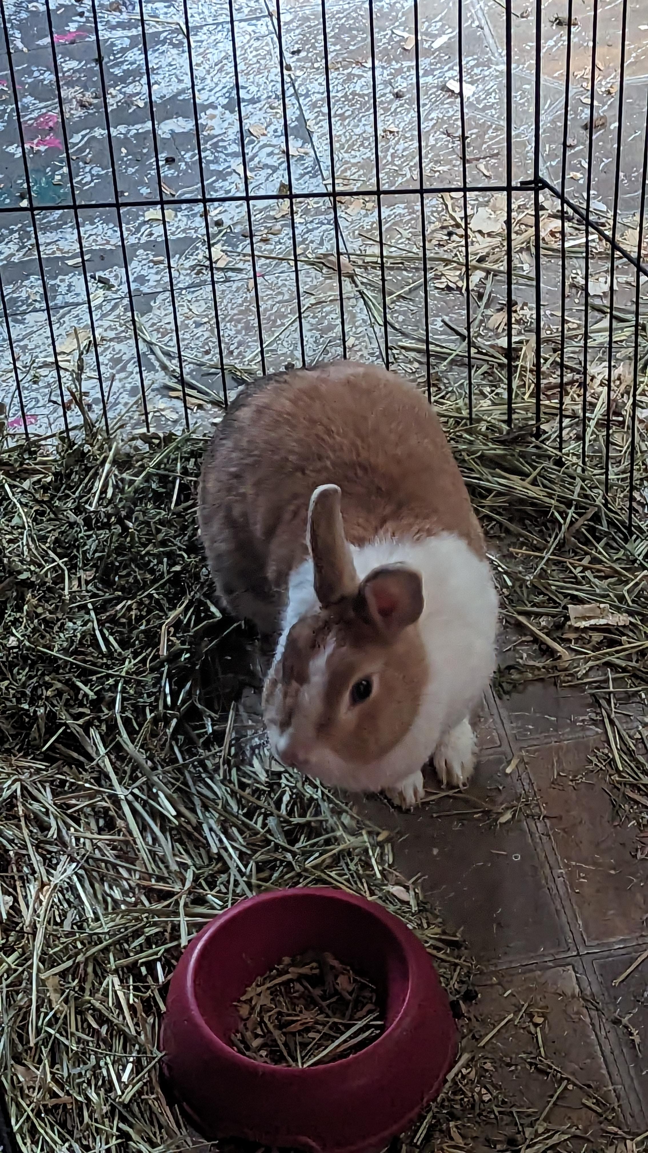 Mr. Bun, a Adopted Dutch in Canton, MA image 3/3