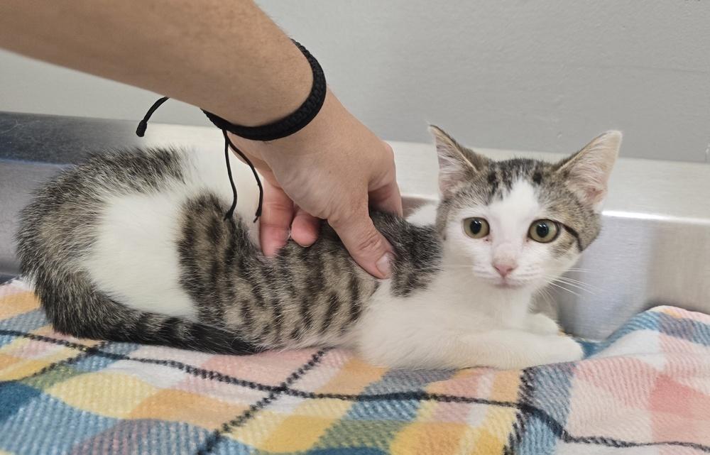 Enlarge Ginny, a Adoptable Domestic Short Hair image 1/1