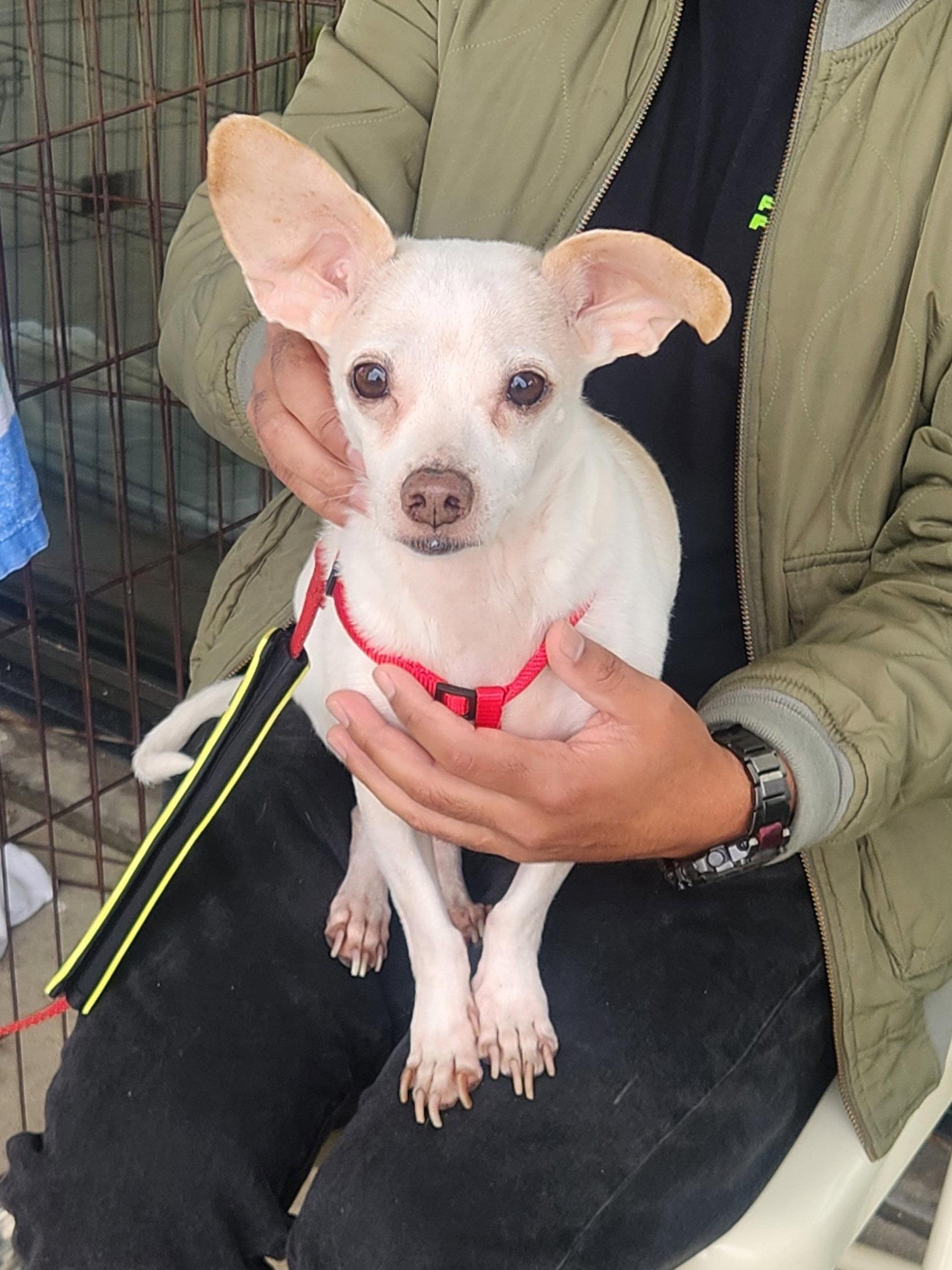 Cain, Adoptable, Adult Male Chihuahua.