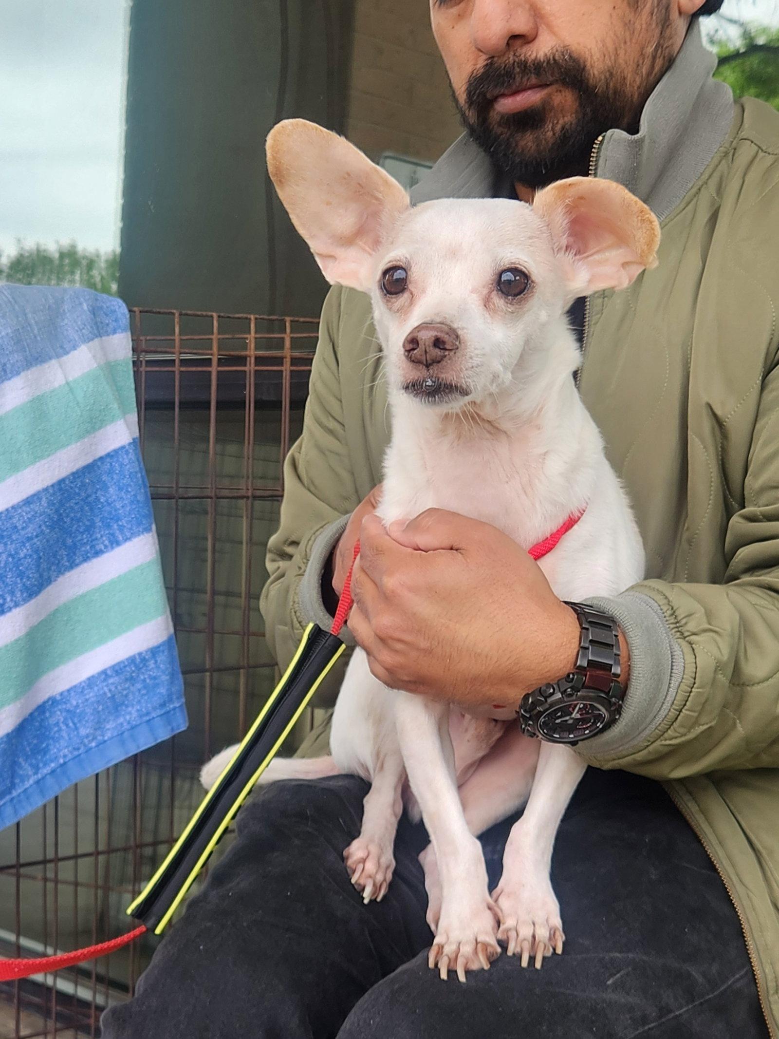 Enlarge Cain, a Adoptable Chihuahua in Dallas, TX image 2/3