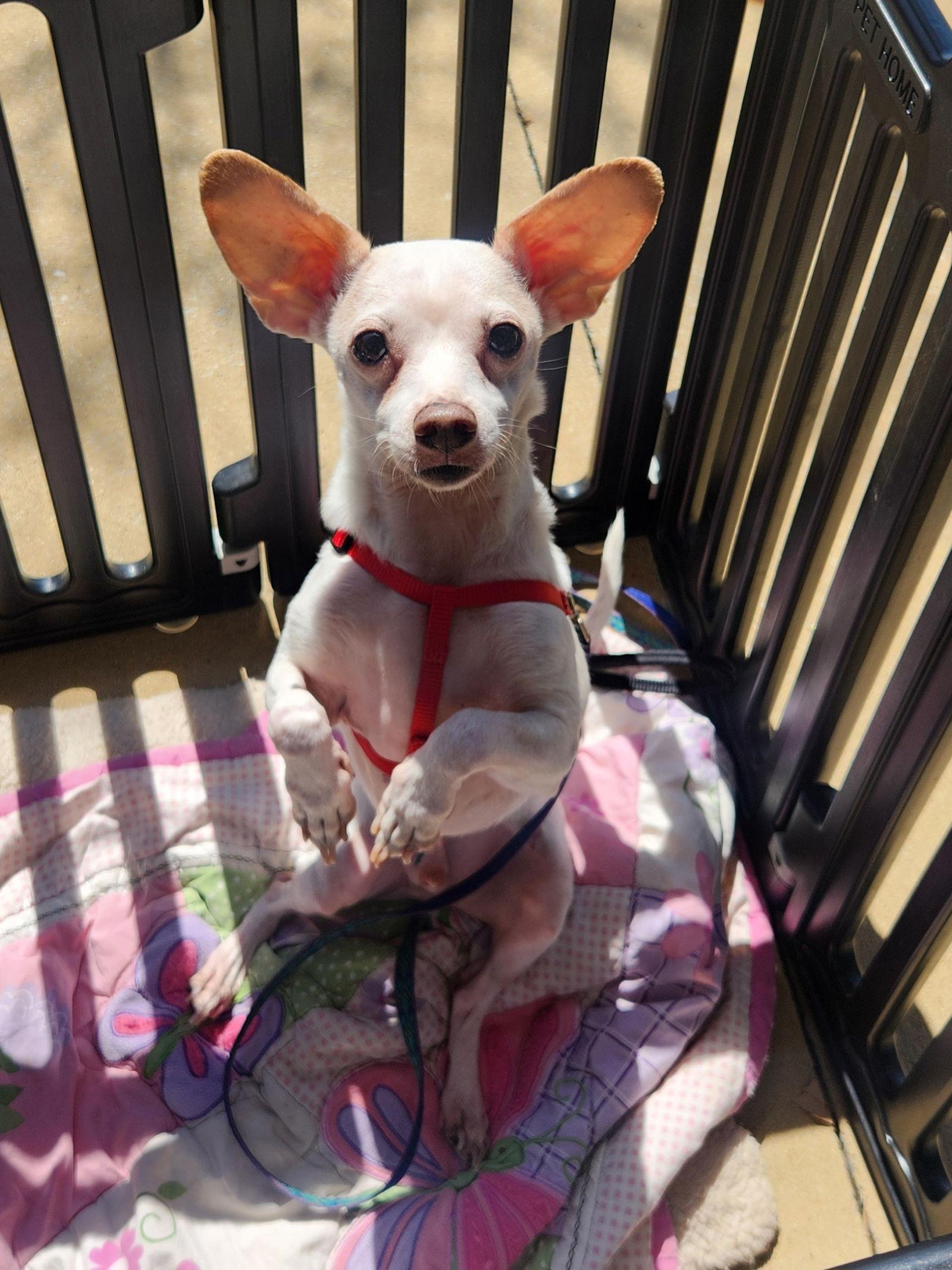 Enlarge Cain, a Adoptable Chihuahua in Dallas, TX image 2/3