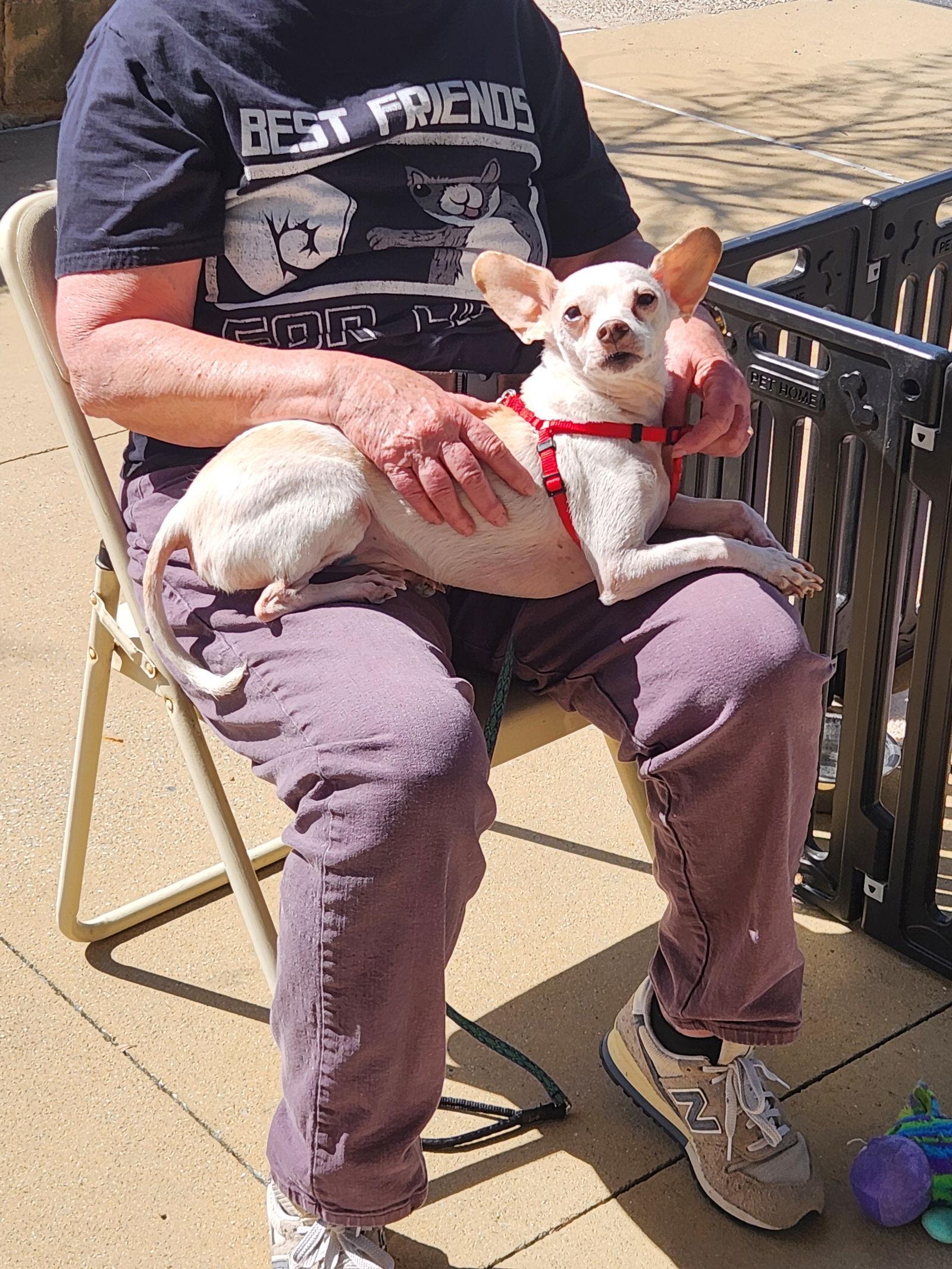 Enlarge Cain, a Adoptable Chihuahua in Dallas, TX image 3/3