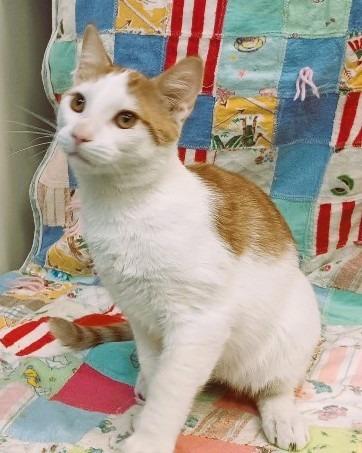 Miss Frizzle Carlos, Adoptable, Kitten Male Calico.