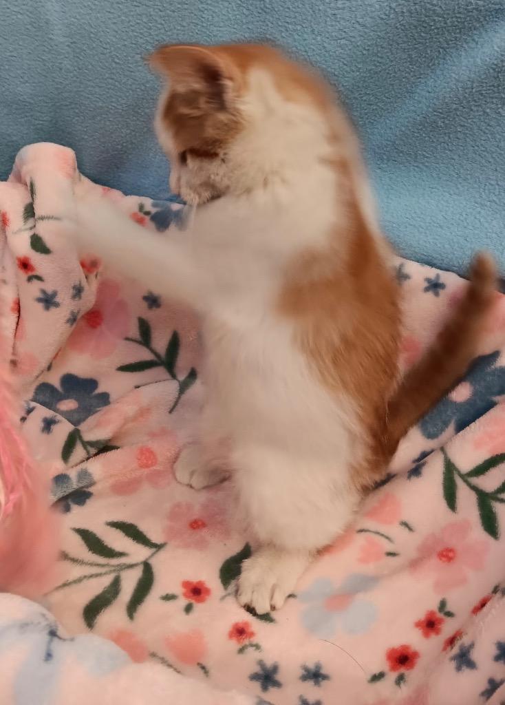 Enlarge Miss Frizzle Keesha, a Adoptable Calico in Crandon, WI image 2/2