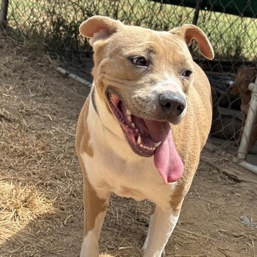Lizzie, Adoptable, Young Female Pit Bull Terrier.