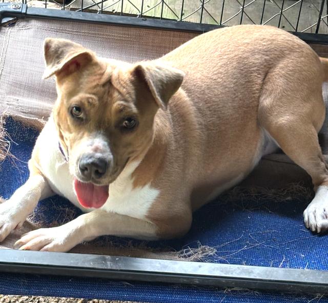 Enlarge Lizzie, a Adoptable mixed breed in Lancaster, PA image 3/4