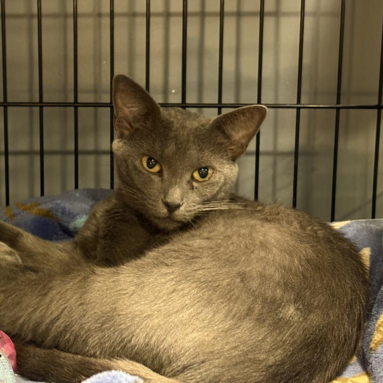Polly - Petsmart Washington photo