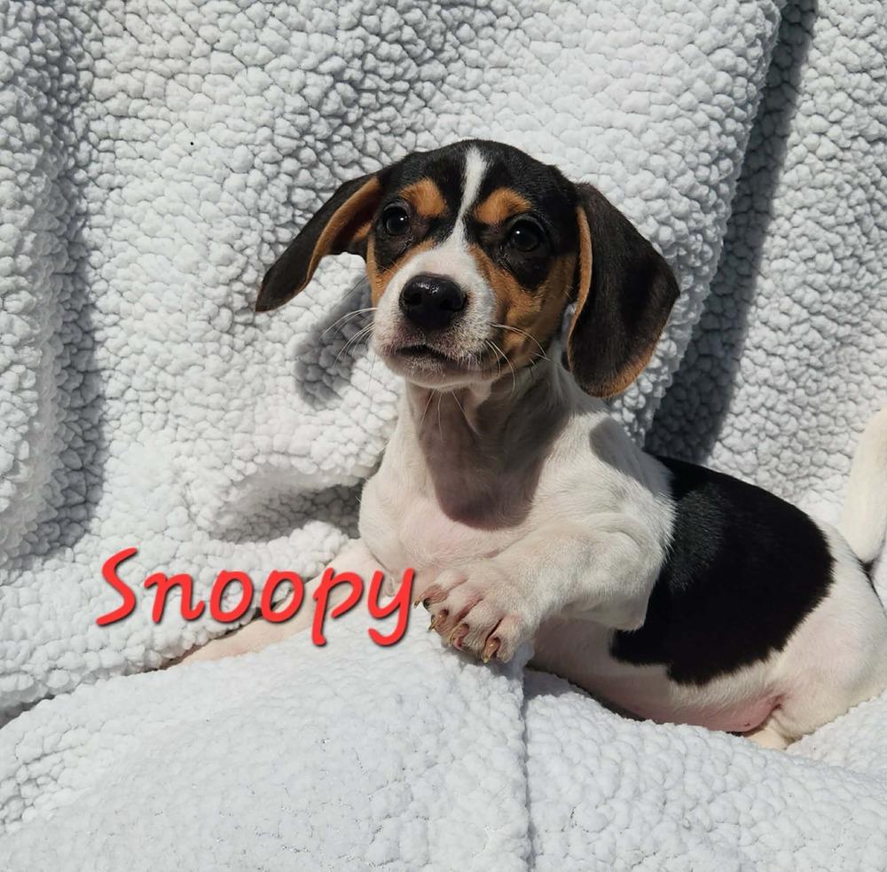 Enlarge Snoopy, a Adopted mixed breed in Waterloo, IL image 1/1