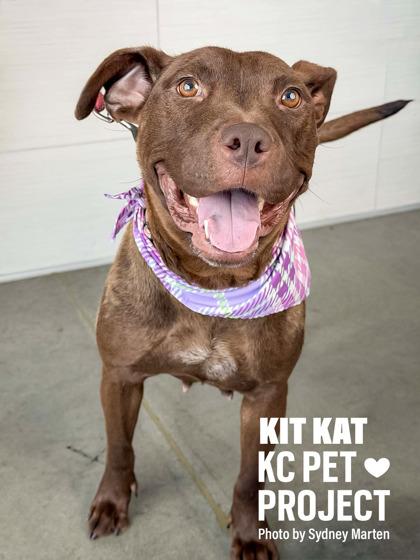 Kit Kat, a Adoptable mixed breed in Kansas City, MO image 1/3