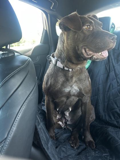 Kit Kat, a Adoptable mixed breed in Kansas City, MO image 2/3