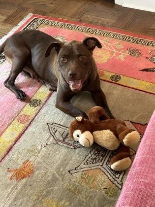 Kit Kat, a Adoptable mixed breed in Kansas City, MO image 3/3