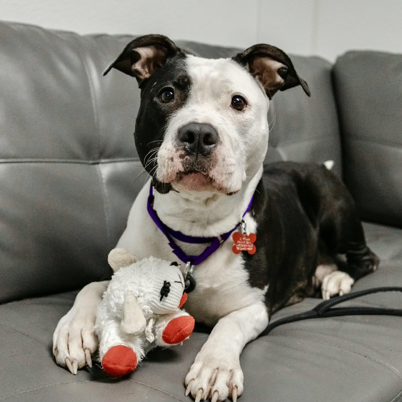 Pigeon, adoptable, Adult Female American Staffordshire Terrier.