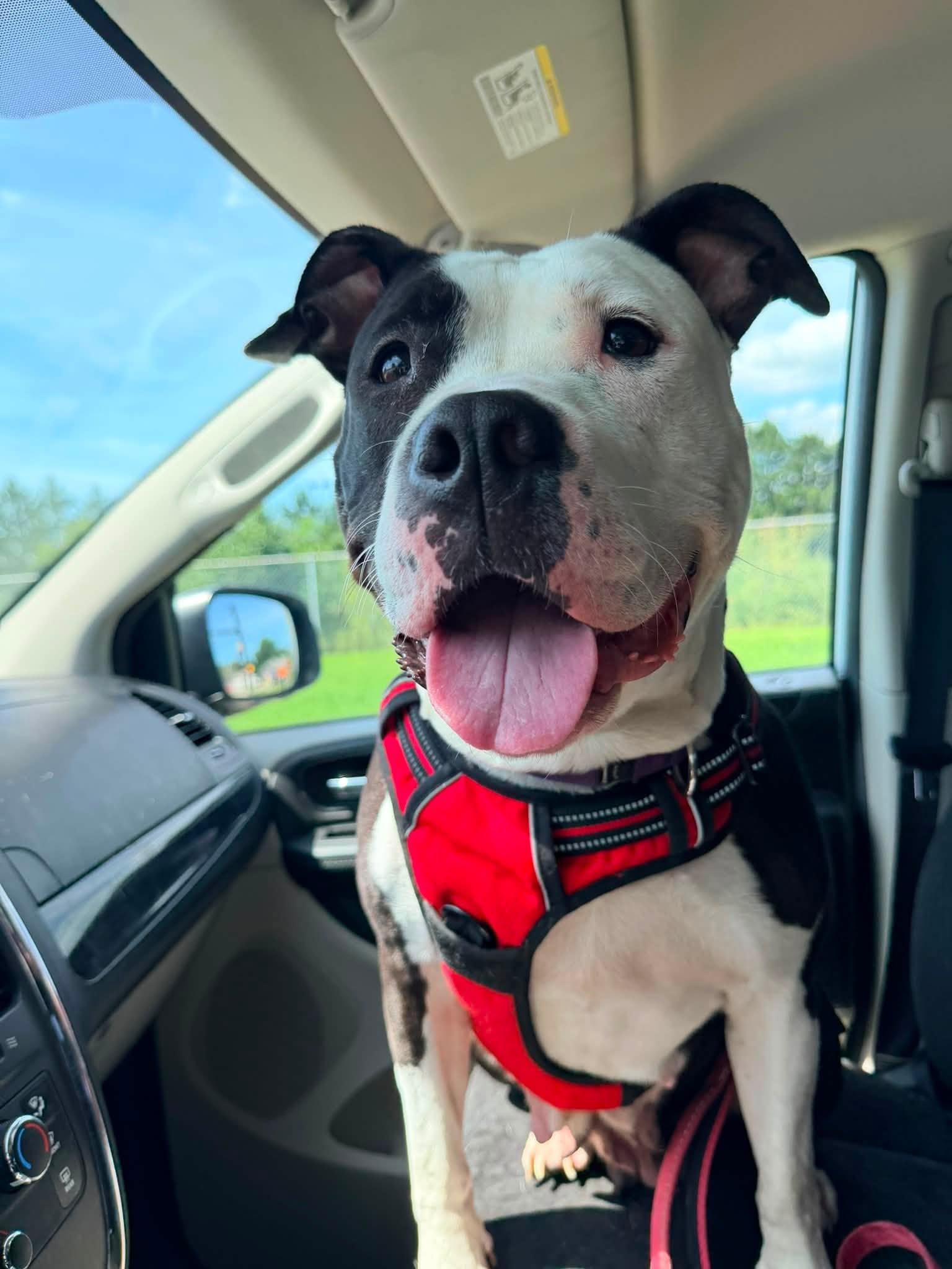 Pigeon, Adoptable, Adult Female American Staffordshire Terrier.