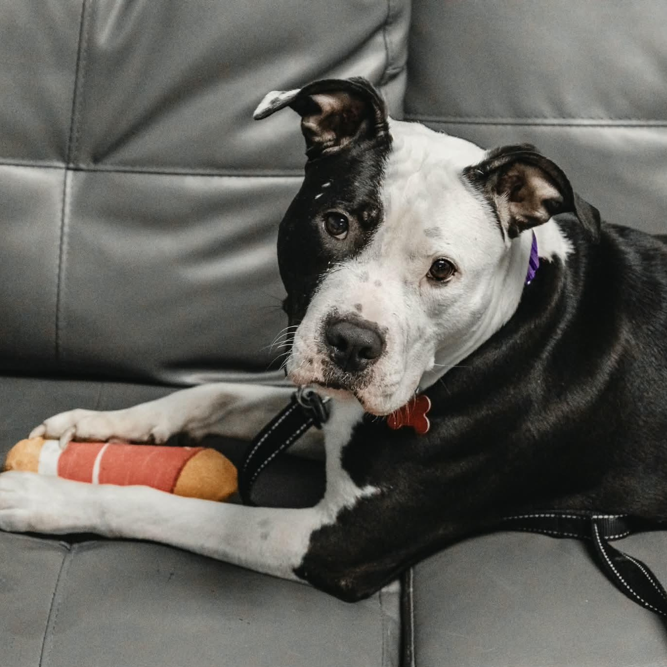Enlarge Pigeon, an adoptable American Staffordshire Terrier in Valparaiso, IN image 3/3