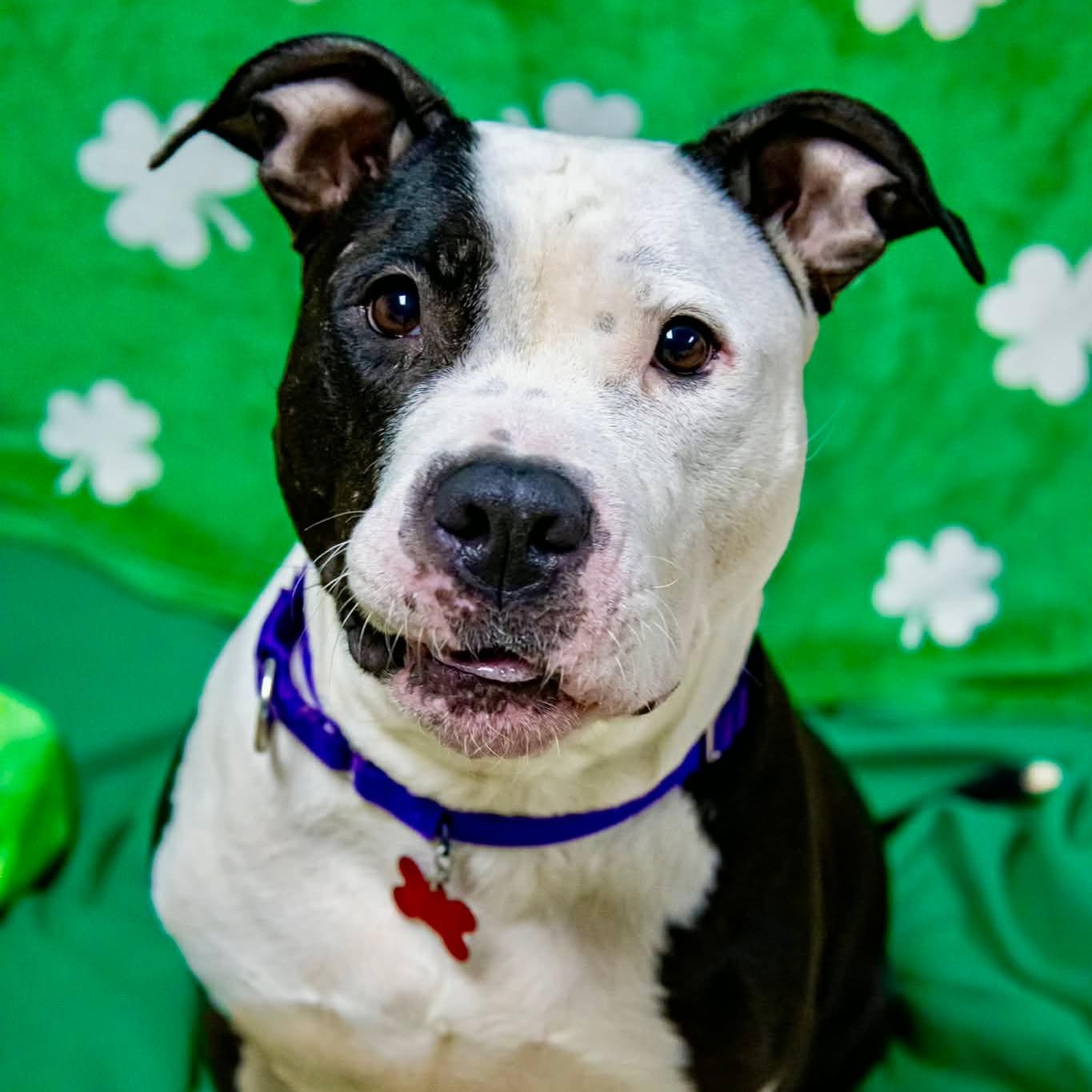 Enlarge Pigeon, an adoptable American Staffordshire Terrier in Valparaiso, IN image 2/3