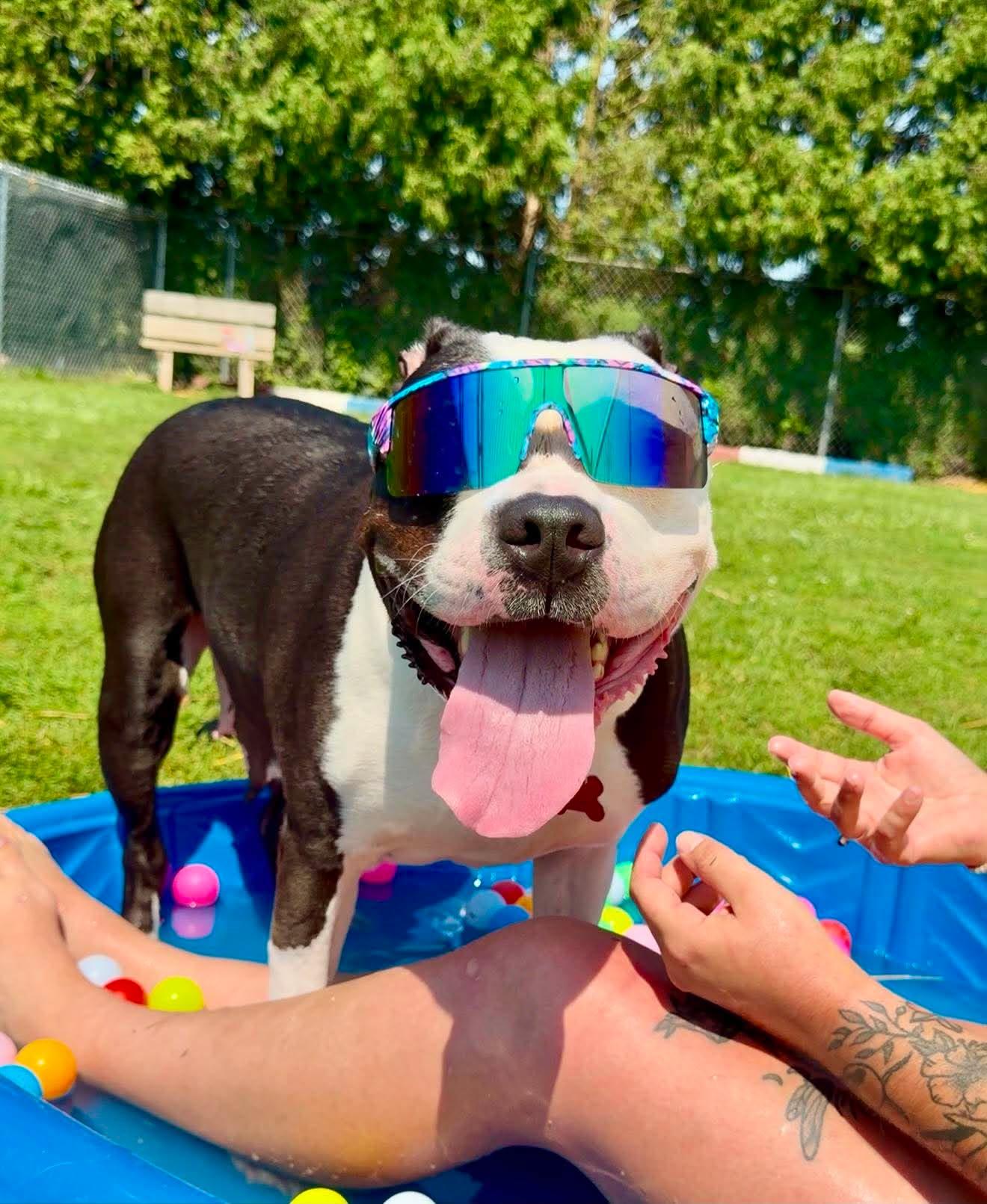 Enlarge Pigeon, a Adoptable American Staffordshire Terrier in Valparaiso, IN image 3/4