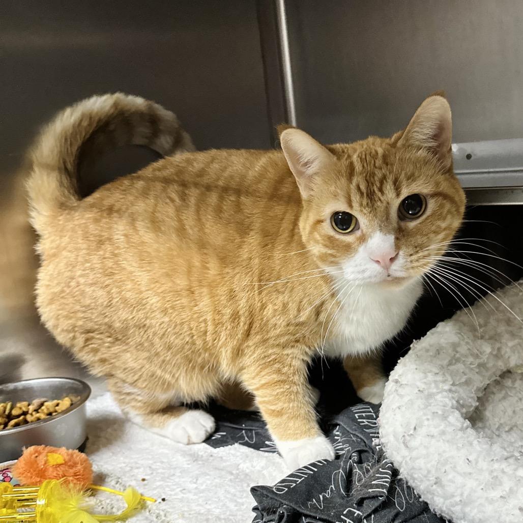 Enlarge Cathy Pl, a Adoptable Domestic Short Hair in Union, MO image 1/1