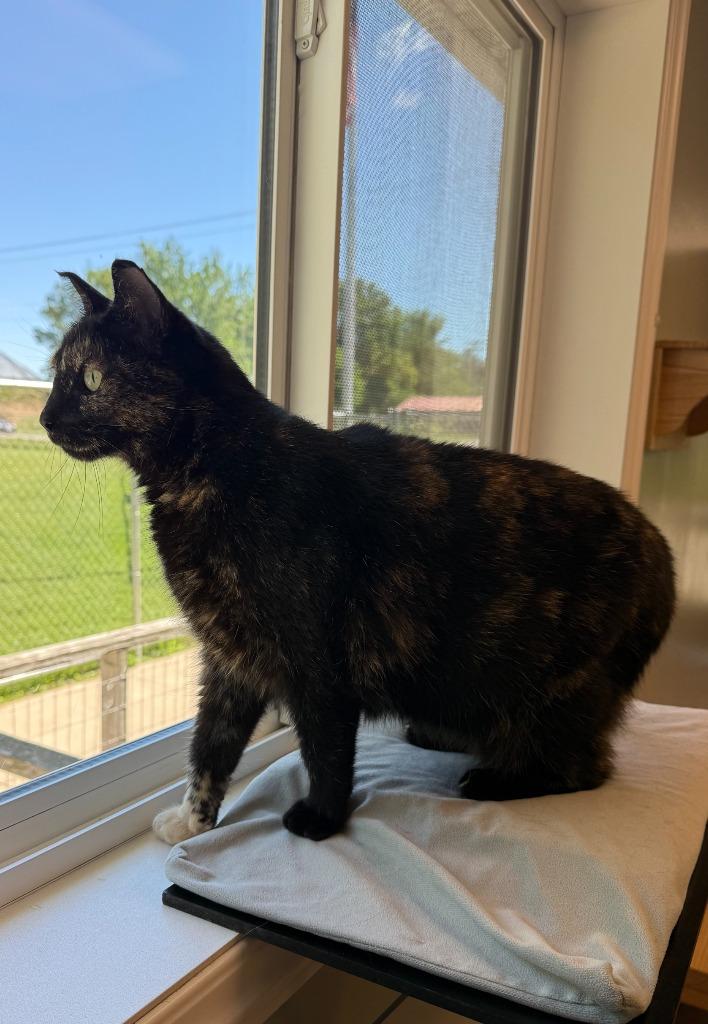 Ginger, a Adoptable mixed breed in Viroqua, WI image 1/6