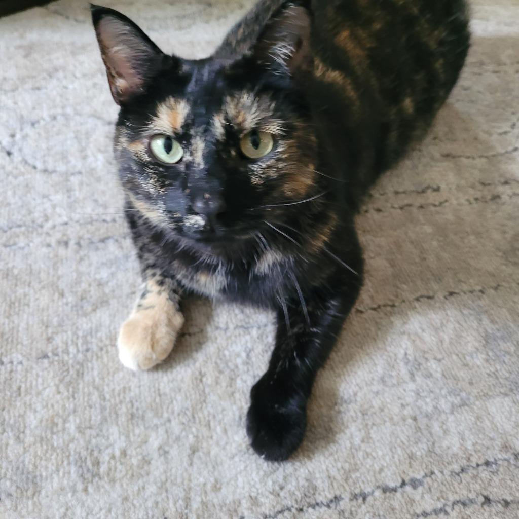 Ginger, a Adoptable mixed breed in Viroqua, WI image 2/6