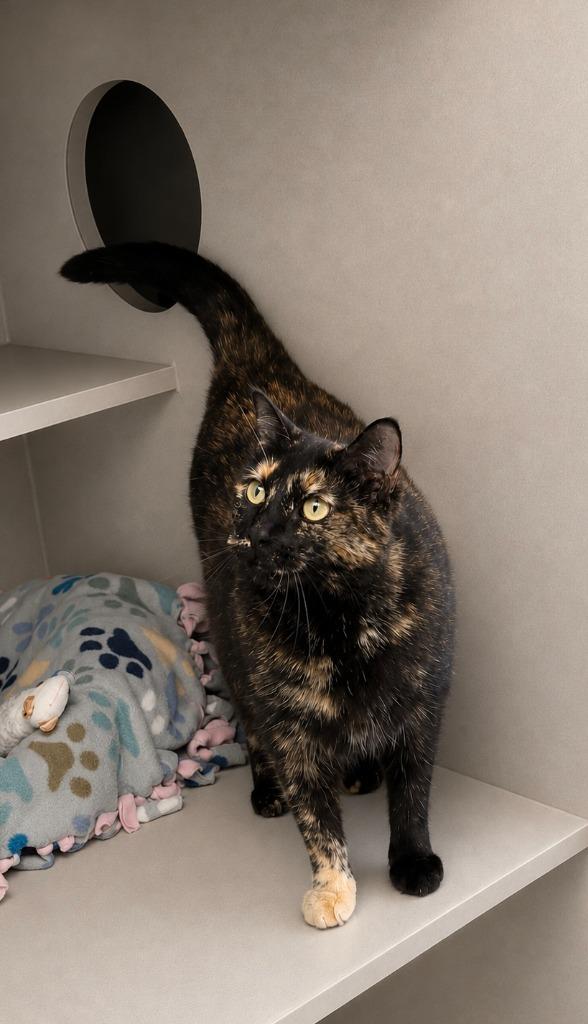 Ginger, a Adoptable mixed breed in Viroqua, WI image 3/6
