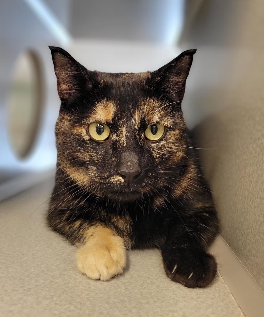 Ginger, a Adoptable mixed breed in Viroqua, WI image 4/6