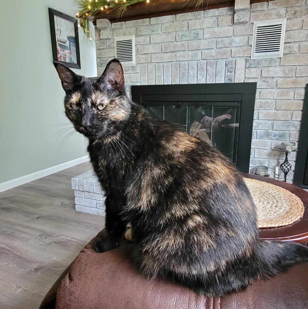 Ginger, a Adoptable mixed breed in Viroqua, WI image 5/6