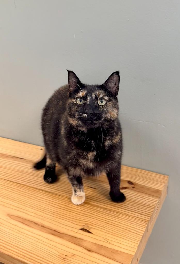 Ginger, a Adoptable mixed breed in Viroqua, WI image 6/6
