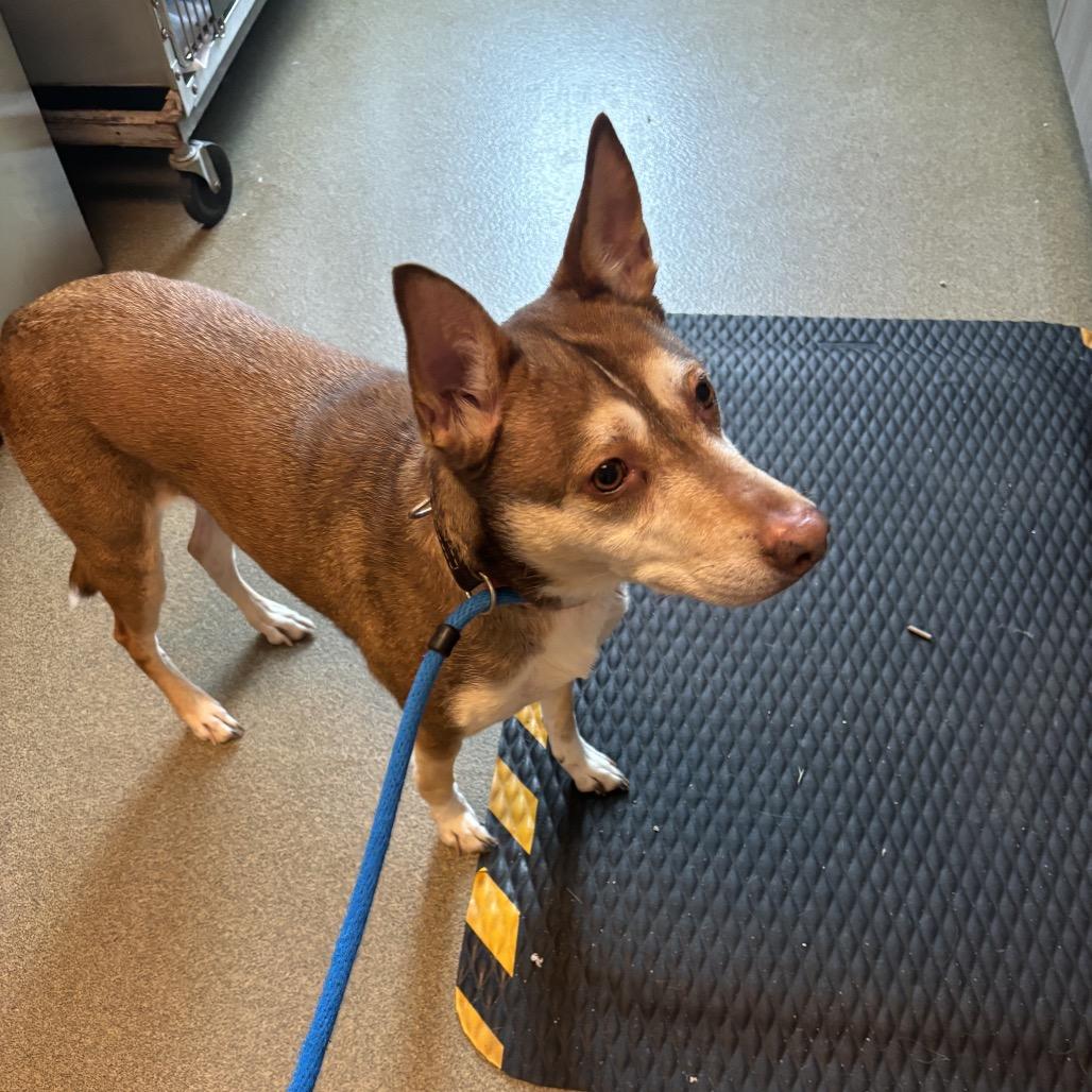 Hinata, Adoptable, Senior Female Siberian Husky & Mixed Breed.