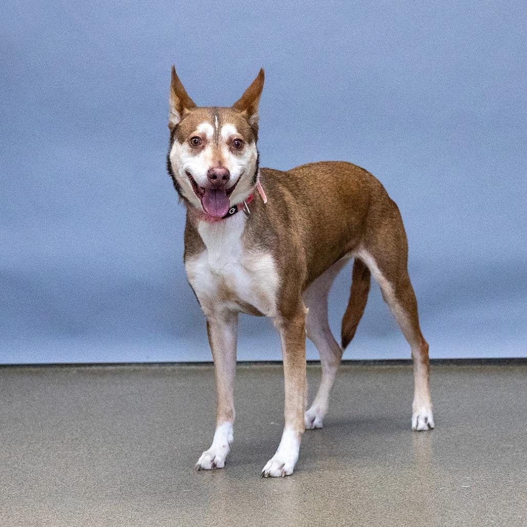 Enlarge Hinata, a Adoptable mixed breed in Council Bluffs, IA image 2/3