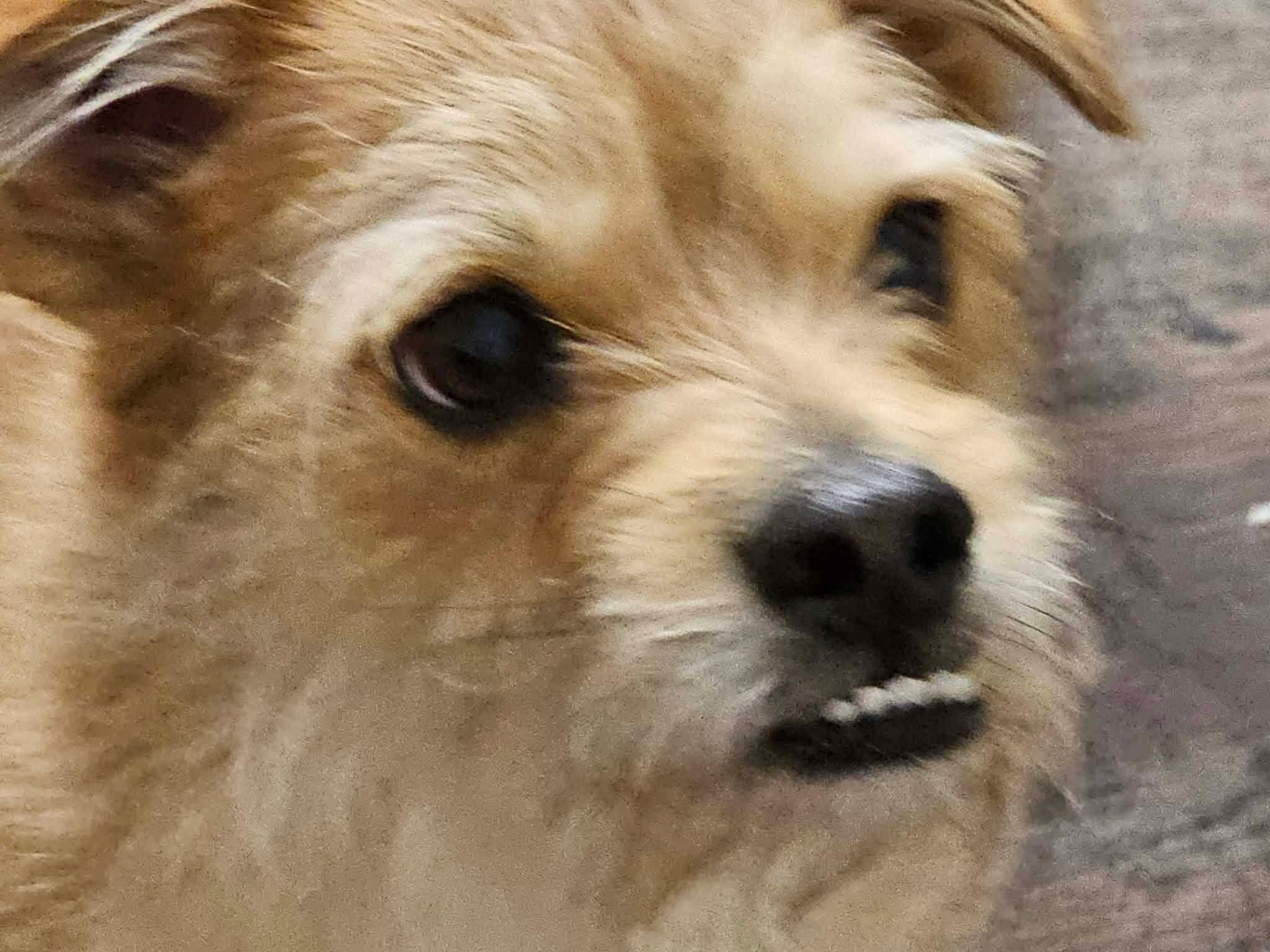 Toby , a ADOPTABLE mixed breed in Oakland, CA image 6/6
