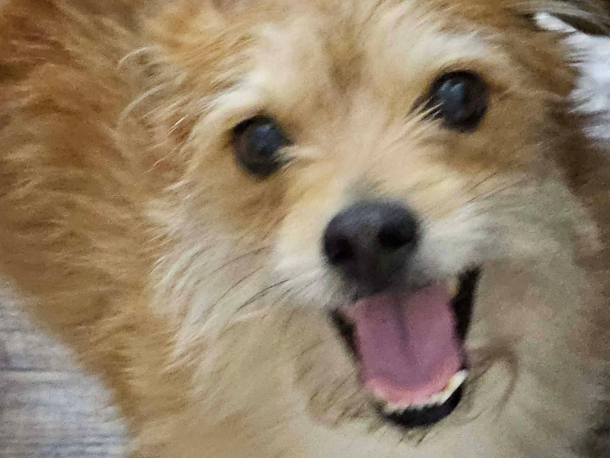 Toby , a ADOPTABLE mixed breed in Oakland, CA image 2/6