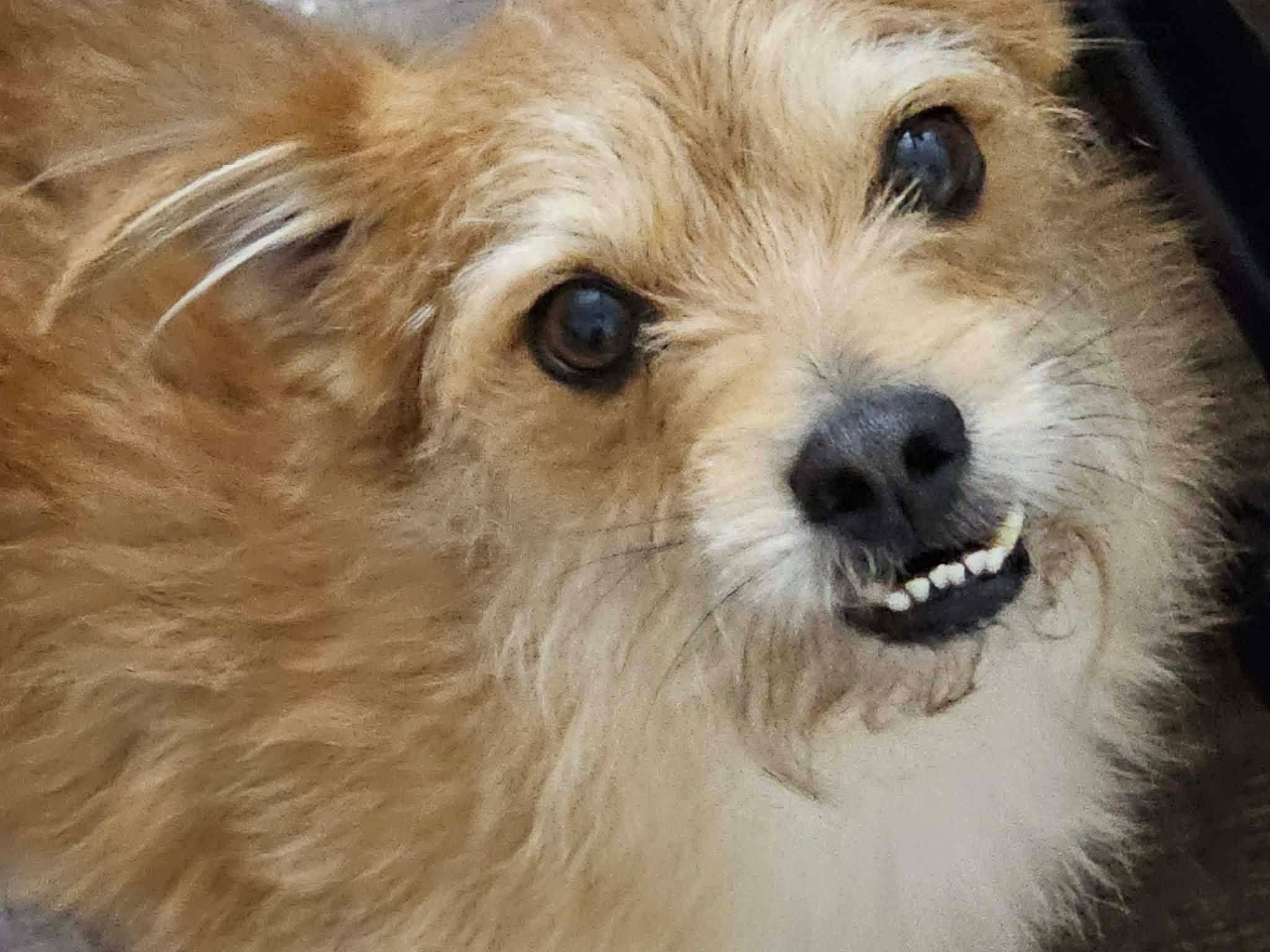 Toby , a ADOPTABLE mixed breed in Oakland, CA image 3/6