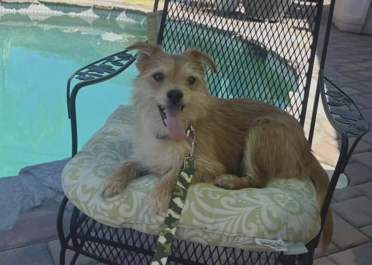 Toby , ADOPTABLE, Adult Male Border Terrier.
