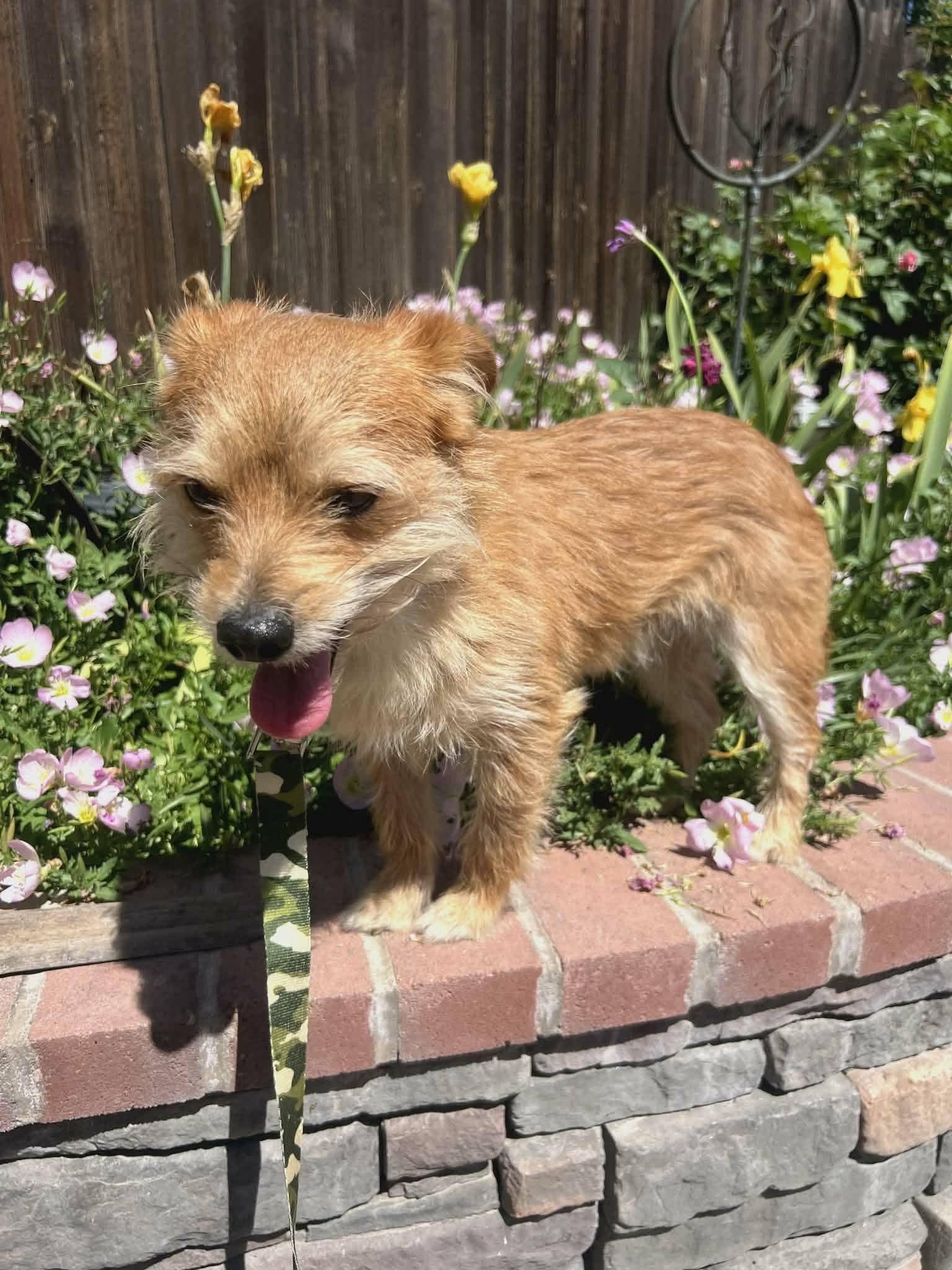 Toby , a ADOPTABLE mixed breed in Oakland, CA image 4/6