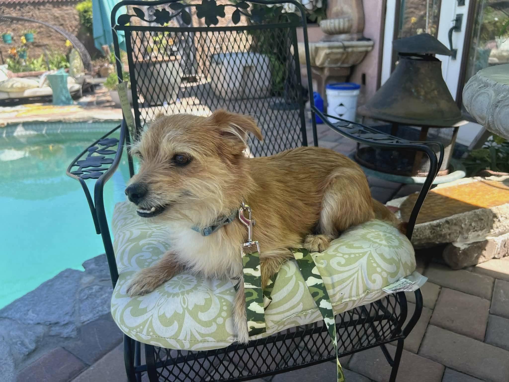 Toby , a ADOPTABLE mixed breed in Oakland, CA image 5/6