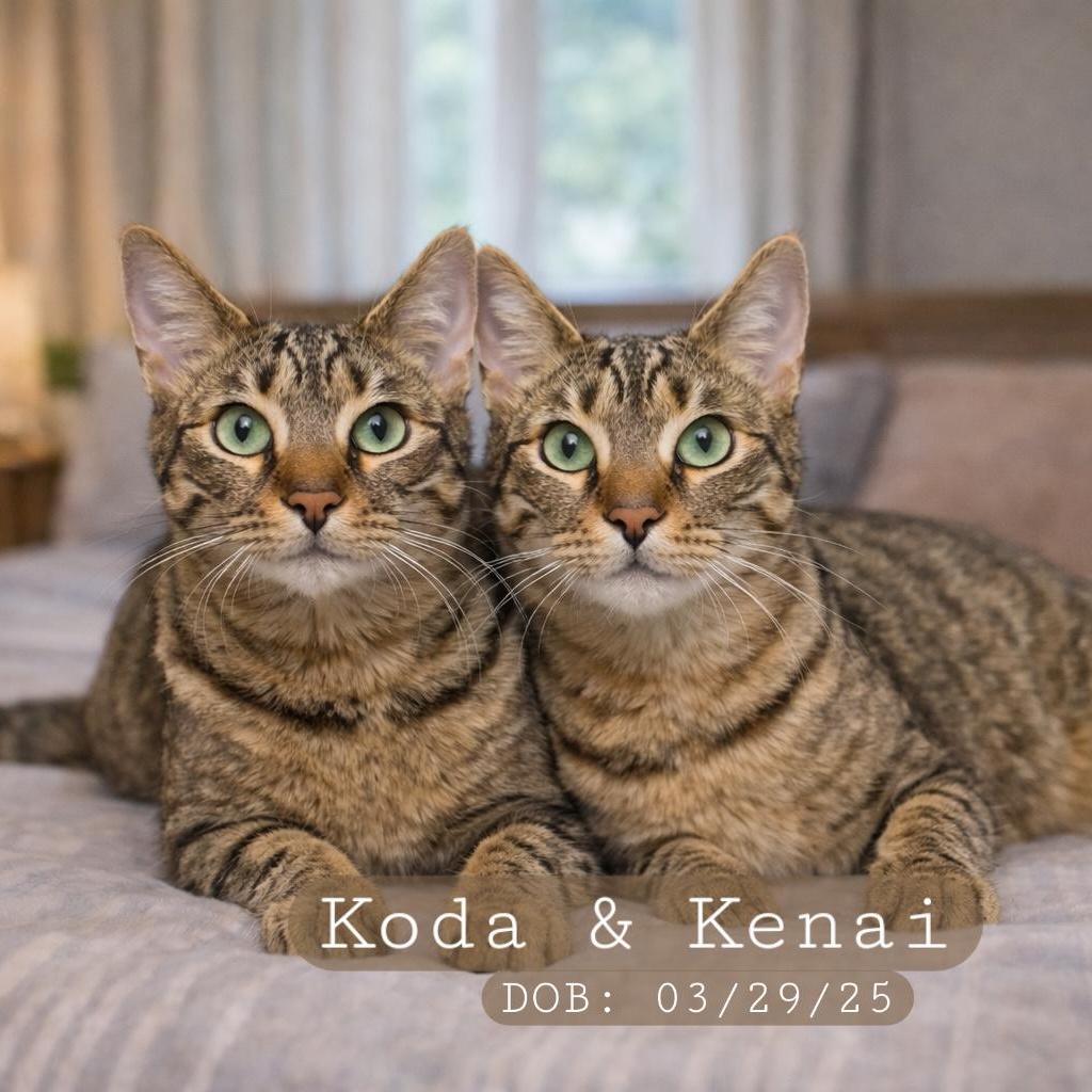 Kenai, Adoptable, Kitten Male Tabby.