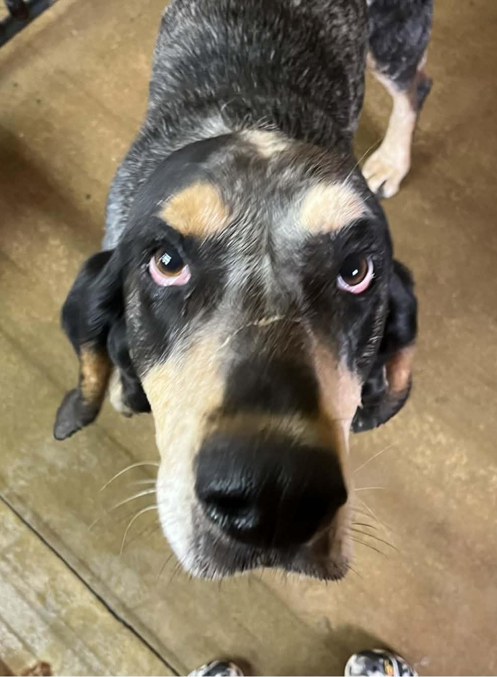 Boomer, ADOPTABLE, Adult Male Bluetick Coonhound.