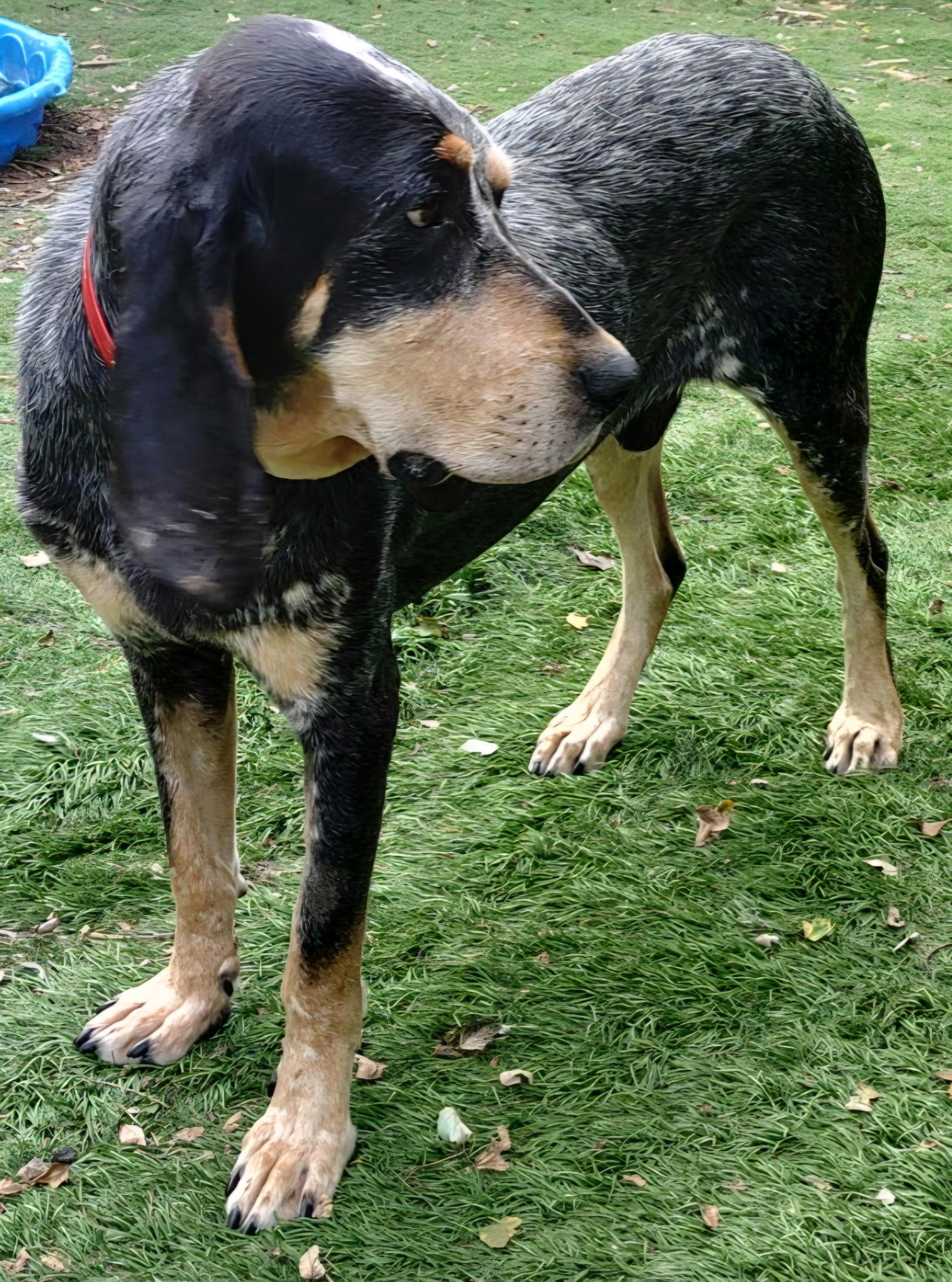 Enlarge Boomer, a ADOPTABLE Bluetick Coonhound in Lexington, MA image 3/4