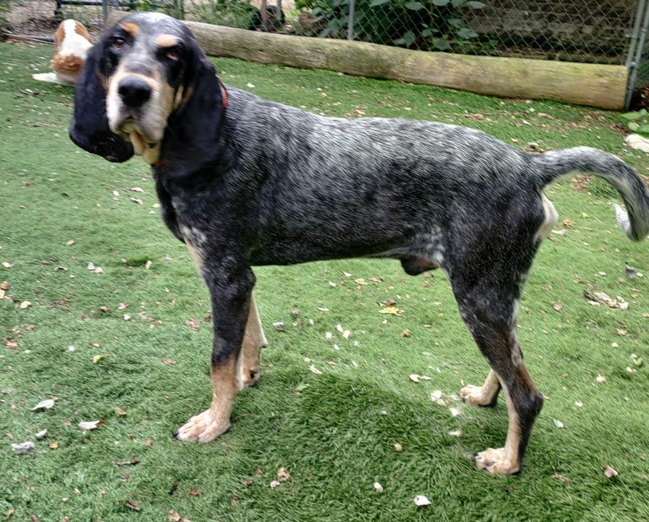 Enlarge Boomer, a ADOPTABLE Bluetick Coonhound in Lexington, MA image 2/4