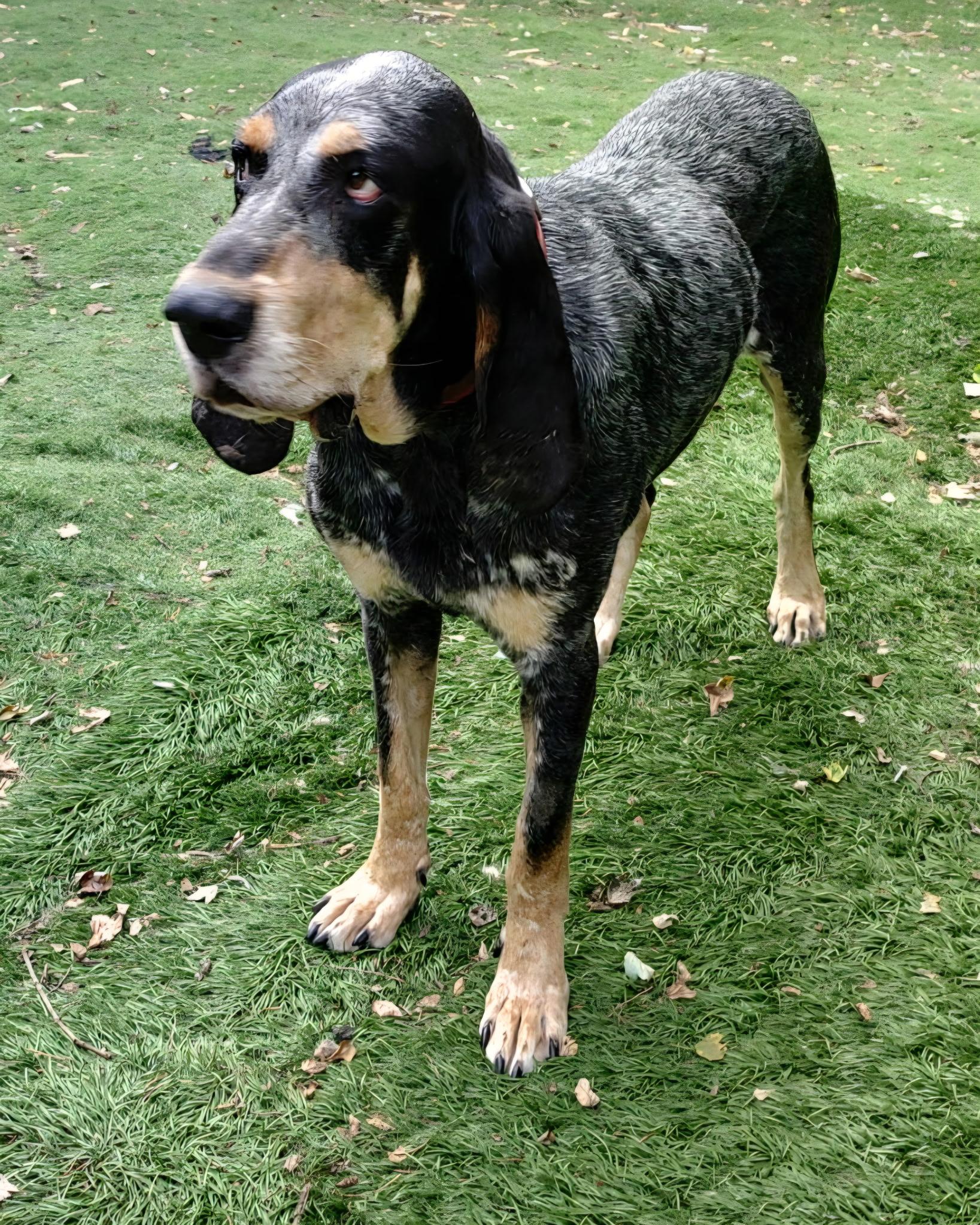 Enlarge Boomer, a ADOPTABLE Bluetick Coonhound in Lexington, MA image 4/4