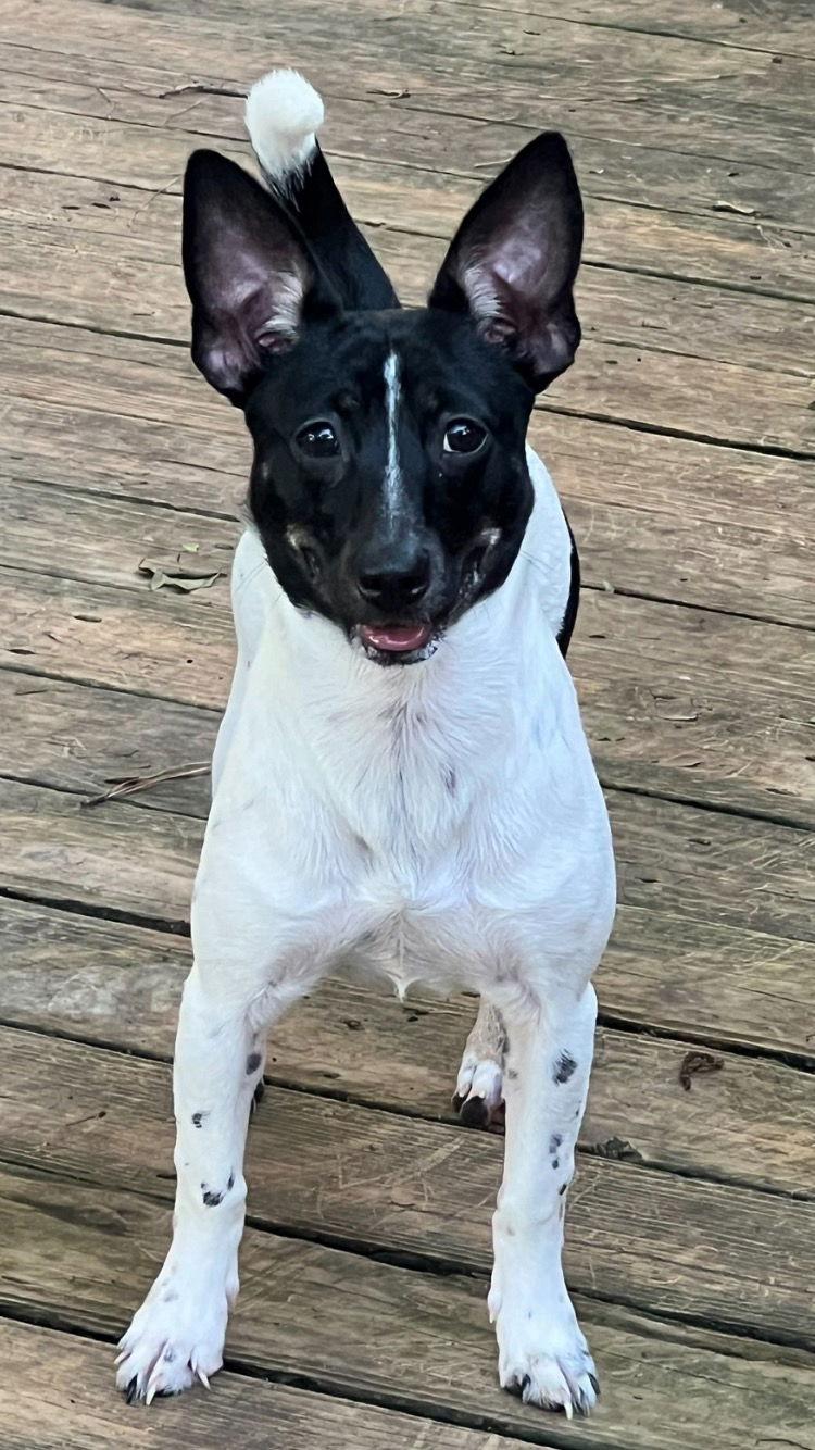 Macy, a Adoptable mixed breed in Texarkana, TX image 1/3