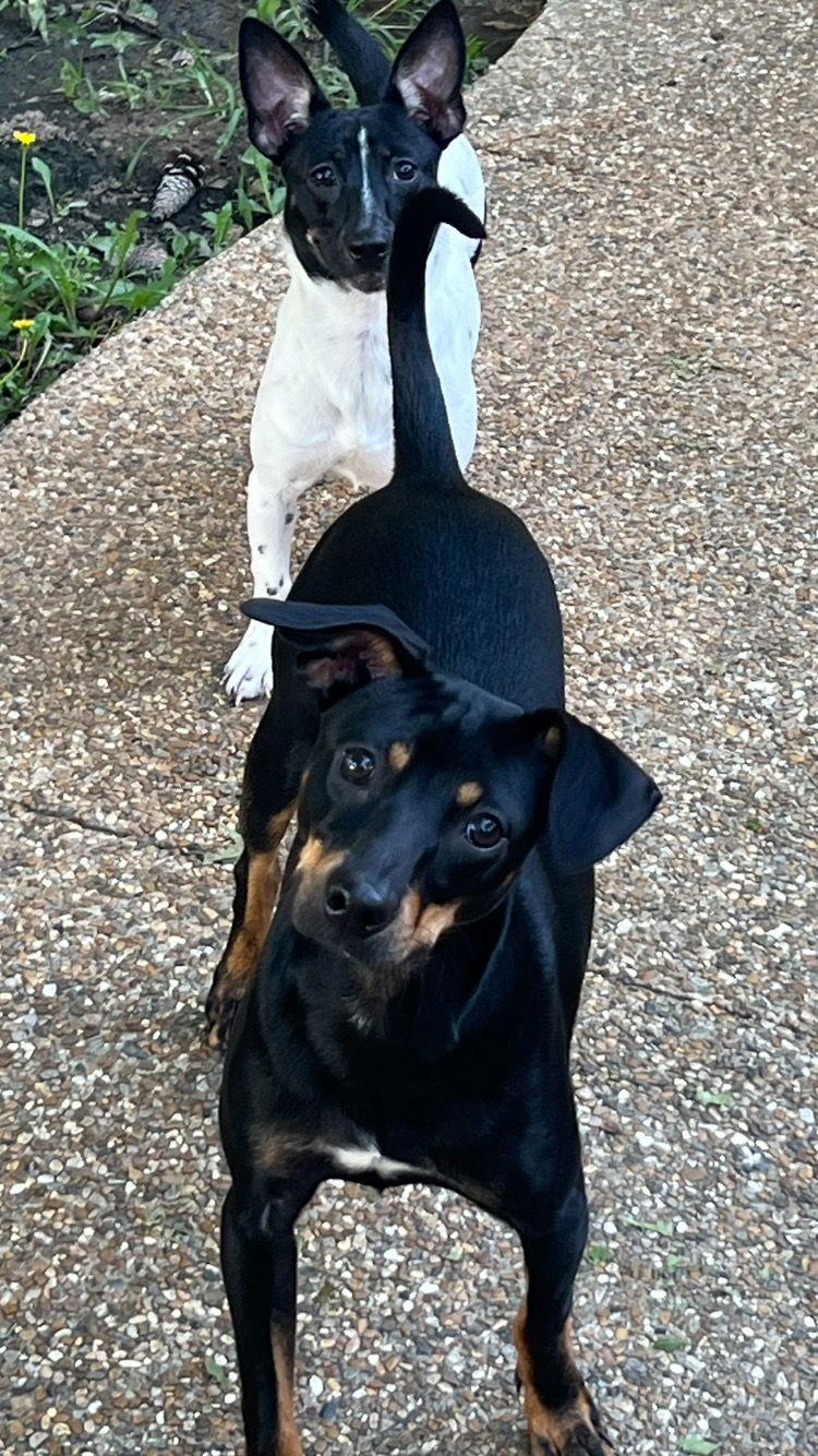 Macy, a Adoptable mixed breed in Texarkana, TX image 2/3