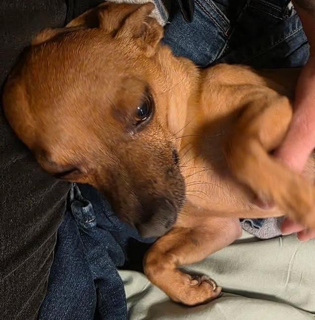 Peanut, an adopted Chihuahua in Santa Clara, CA image 3/5