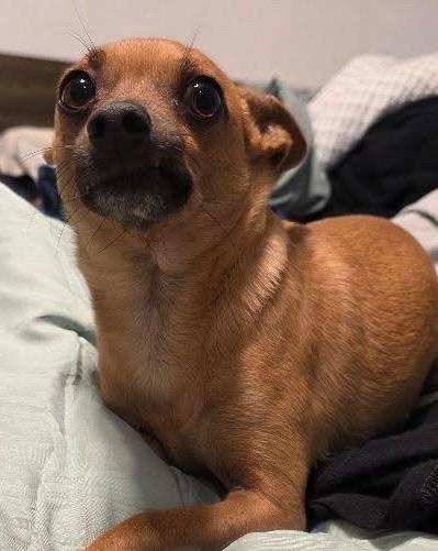 Peanut, an adopted Chihuahua in Santa Clara, CA image 2/5