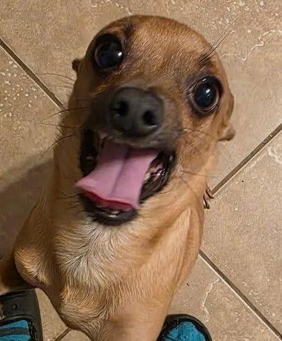 Peanut, adopted, Senior Male Chihuahua.