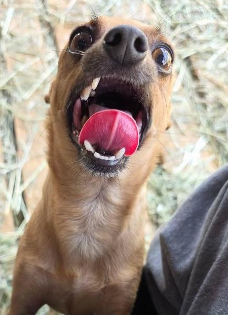 Peanut, an adopted Chihuahua in Santa Clara, CA image 5/5