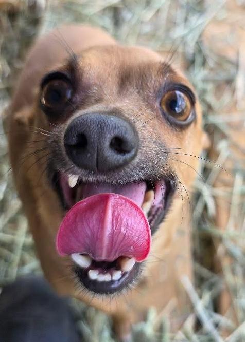 Peanut, an adopted Chihuahua in Santa Clara, CA image 4/5