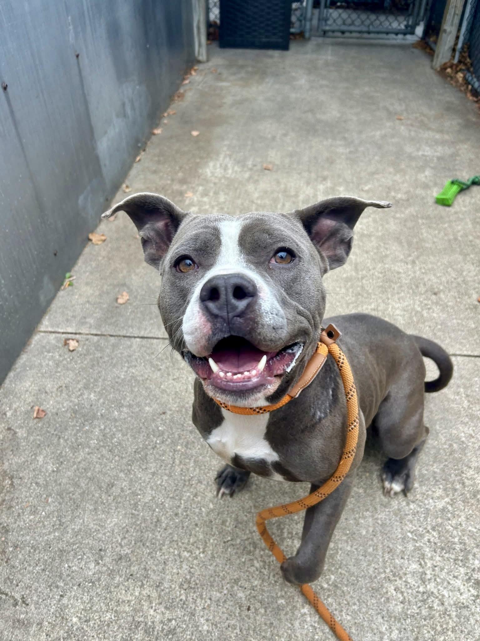 Enlarge Blueberry, a ADOPTABLE Pit Bull Terrier in Chicago, IL image 3/5